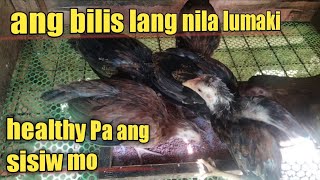 ONE MONTH NA SILA | MAGANDANG PATUKA PARA SA MGA SISIW  | CHANGE FEEDING