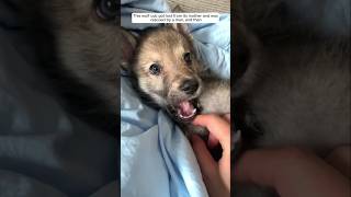 This wolf cub got lost from its mother and was rescued by a man, and then #animalshorts #wolf