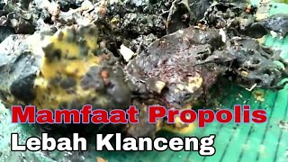 Propolis Lebah Klanceng