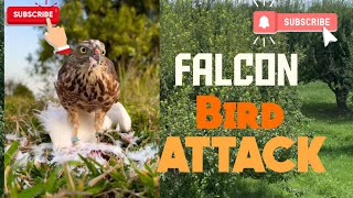 Falcon Bird Attack #birds #wildlife #falcon #animals #eagle #hawk #birdhunting