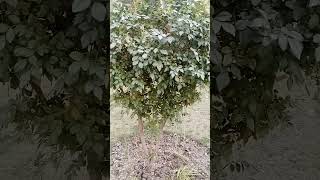 Beautiful garden #shortsvideo #beautifulnature #viral plzz subscribe my channel