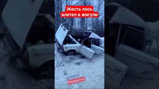 Лось залетел в салон Жигулей