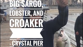 Crystal Pier - Big Sargos, Croaker, And Lobsters!