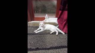 cat funny short #turkishangora #cute #summerofshorts