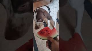 English Pointer Enjoying Watermelon for the first time