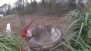 Feb 25 2022 Daily Backyard Birds UNEDITED Birdfy Cam #caughtonNetvue