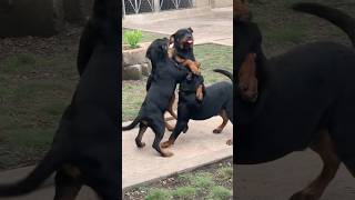 Rottweiler puppies playing #rottweiler #shorts #dog