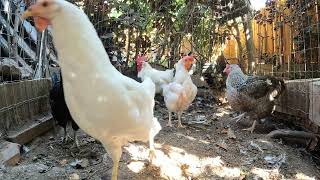 Backyard Chickens Fun Relaxing Video Sounds Noise Hens And Roosters ASMR!