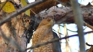 Hawk in Mississauga ON 2016.11.06