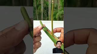 #bambooshoot #virl#vedio