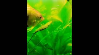 #angelfishbreeding #viral #video #short #tiktok #trending #aquarium #kgftheme 20/01/2023