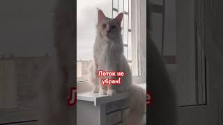 💞💞💞#мейнкунмася