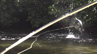 Scorpion Expedition Fly Fishing Video: Holbox Mexico Screening