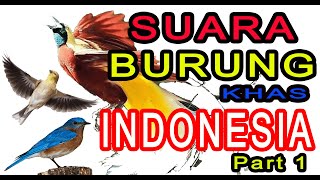 Burung Indonesia, The best bird song, Merdunya Suara Kicauan Burung, PART 1