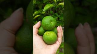 Hotest And Sourest Lime Ever |  #lime #india #sourfruits #eating #mouthwatering #srilanka