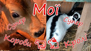 🐇Супер Кролі🐇 &  🐂 Супер Корови 🐂 #ІванКо, #IvanKo, #ІванКомпані, #Ivan&Kompany,