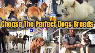 Cheapest Dogs for Sale under 5000 only #reels #cheapestmarket