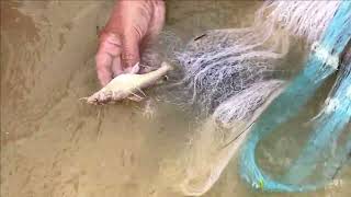 Fisherman Cast Net Fishing Real Life Amazing Fishing At Countryside.(Episode 111)