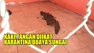 Dikira Buaya Jadi Jadian, Buaya Sungai Ini Dikarantina Kaki Tangan Diikat