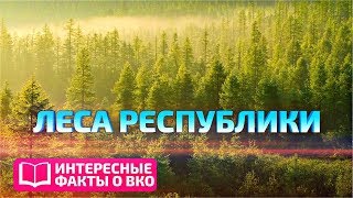 ИНТЕРЕСНЫЕ ФАКТЫ О ВКО: Леса Республики