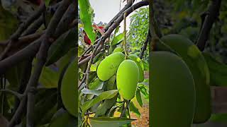 desi mango 🥭 #desi #mango #mangotrees #villagelife #desi #farmer