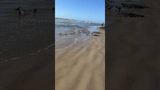 Cute Little Birds on Liepaja Beach #shorts