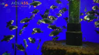 🐠Aquass - Барбус мшистый мутант (Barbus Tetrazona var. green)