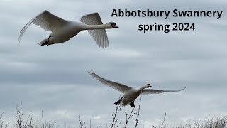 Abbotsbury Swannery Spring 2024