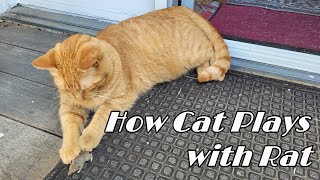 This Is How Cat Plays with Wild Rat and Finally Kills It | Funny Cat and Cute Baby Rat 猫鼠大战