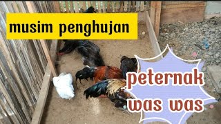 musim penghujan rawan ayam sakit@peternakhonor