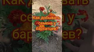 Как добывать семена у бархатцев?