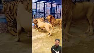 How many tigers and lions (mian saqib) #tiger #lion #animals #zoo #youtube #youtubeshorts #mna