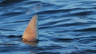 Mosquito Lagoon Fishing Charters - Sight Fishing Redfish