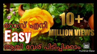 How to care plants | how to plant rose | റോസാ ചെടി പെട്ടെന്ന് വേര് പിടിപ്പിക്കാം | part-1