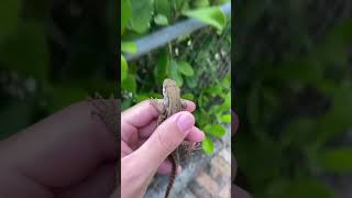 INVASIVE CURLY-TAILED LIZARD CAUGHT IN SOUTH FLORIDA