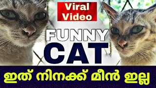 Viral Video | FUNNY CAT | ഇന്ന് നിനക്ക് മീൻ ഇല്ല | watch till the end | PLAY NOW DAILY