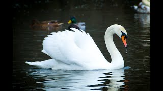 Swans on the lake!