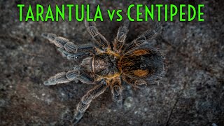 THIS WAS CRAZY! WILD Tarantula EATS a Centipede!