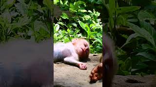 #monkey #babymonkey #monkeycry #newbabymonkey #newbornbaby #fbreel #facebook #short #shortvideos #Mo