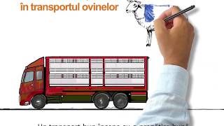 Bunele și practicile mai bune pentru transportul ovinelor