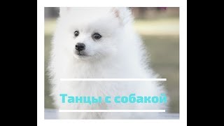 Танцы с собакой - талантливый японский шпиц Джиро