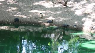 Crocodile, Turtle and Night Heron in Madras Crocodile Park