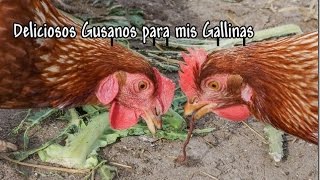 Deliciosos Gusanos para mis Gallinas