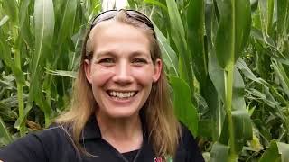 Corn Management Studies to Improve Cover Crop Interseeding Success