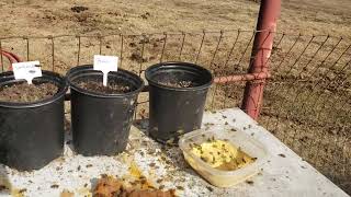 Bees | Honeybee feeding station in North Texas #bees