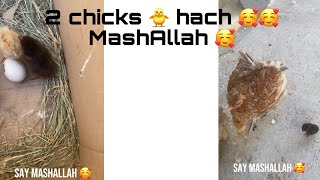 2 chicks hach 🥰🐥🥰 MashAllah 🥰