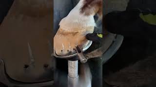 How to hoof a horse's foot