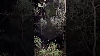 Mother and Baby Wombat - early morning walk