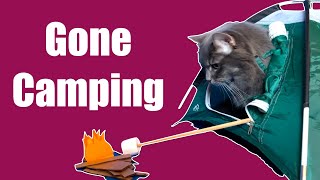 Kitty Goes Camping