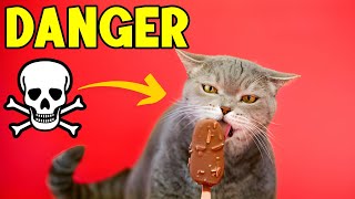 Dangerous Foods Your CAT Should Never Eat! 🔥